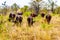 Water Buffalos grazing on the Savannah grass in Kruger National Park