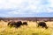 Water Buffalos grazing on the Savannah grass in Kruger National Park