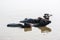 Water buffalos having a bath in the holy river Ganges