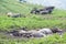 Water buffalos in a mud.