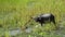 Water Buffalos at Talay Noi,