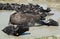 Water Buffalos Wallowing in Mud, Hungary