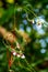 Water Canna (Thalia geniculata L.) or Swamp Lily, or Alligator Flag hang on branch with nature blurred background