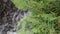 Water cascade with green ferns on shore