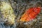 Water cascades on a mountain river with fallen autumn leaves