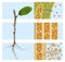 Water circulation in the plant. Transpiration