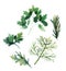 Water color herbs. Fennel, parsley, rosemary and arugula. Vector