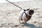 Water color sketch of happy pug dog racing through the sand.