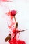 Water color style abstract red rose white background acrylic inside water passion blood pink leaves green around