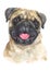 Water colour dog painting A small wrinkled face called Pug 028