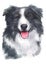 Water colour painting of Border Collie 073