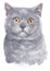 Water colour painting of British Shorthair cat 007