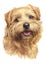 Water colour painting, brown dog, Norfolk Terrier 042