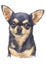 Water colour painting of Chihuahua 067