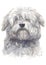 Water colour painting of Coton du Tulear white dog  045
