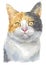 Water colour painting of Dilute Calico Cat 034