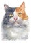 Water colour painting of Dilute calico Cat 050