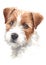 Water colour painting of dogs with brown-white hairs Jack Russell 030