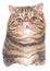 Water colour painting of Exotic shorthair cat 006