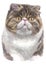 Water colour painting of Exotic shorthair cat 015