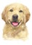 Water colour painting of Golden Retriever [Puppy] 069