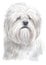 Water colour painting of Lhasa Apso 097