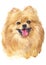 Water colour painting of Pomeranian 072