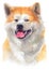 Water colour painting portrait of Akita 117