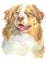 Water colour painting portrait of Australian Shepherd 108