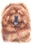 Water colour painting portrait of Chow Chow 161