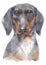 Water colour painting portrait of Miniature Dachshund 221