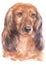 Water colour painting portrait of Miniature Dachshund 222