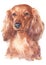 Water colour painting portrait of Miniature Dachshund 223