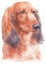 Water colour painting portrait of Miniature Dachshund 224