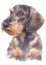 Water colour painting portrait of Miniature Dachshund 225