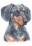Water colour painting portrait of Miniature Dachshund 226