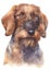 Water colour painting portrait of Miniature Dachshund 227