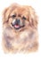 Water colour painting portrait of Pekingese 210