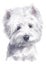 Water colour painting portrait of White Terrier 127