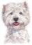 Water colour painting portrait of White Terrier 318