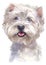 Water colour painting portrait of White Terrier 319