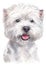 Water colour painting portrait of White Terrier 321