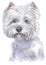 Water colour painting portrait of White Terrier 322