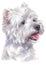 Water colour painting portrait of White Terrier 323