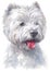 Water colour painting portrait of White Terrier 324