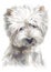 Water colour painting portrait of White Terrier 325