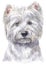 Water colour painting portrait of White Terrier 326