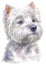 Water colour painting portrait of White Terrier 327