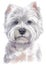 Water colour painting portrait of White Terrier 328