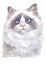 Water colour painting of Ragdoll cat bright blue eyes 008